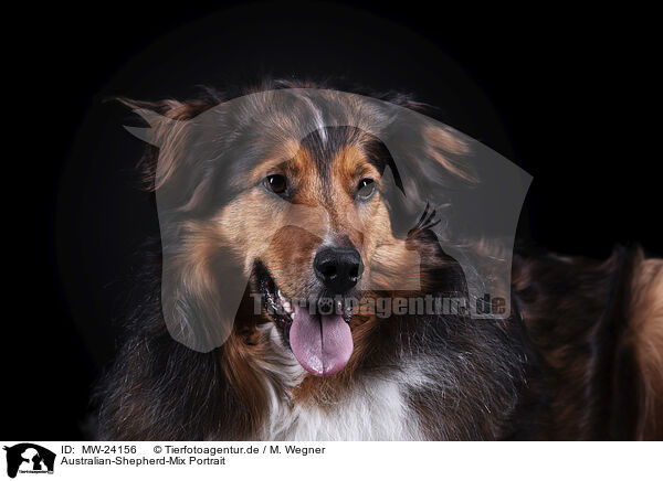 Australian-Shepherd-Mix Portrait / Australian-Shepherd-Mongrel Portrait / MW-24156