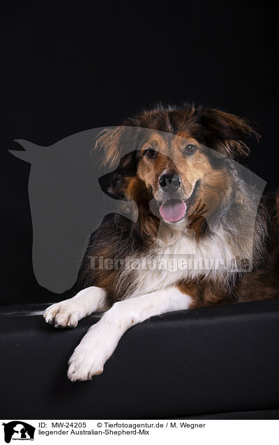 liegender Australian-Shepherd-Mix / lying Australian-Shepherd-Mongrel / MW-24205