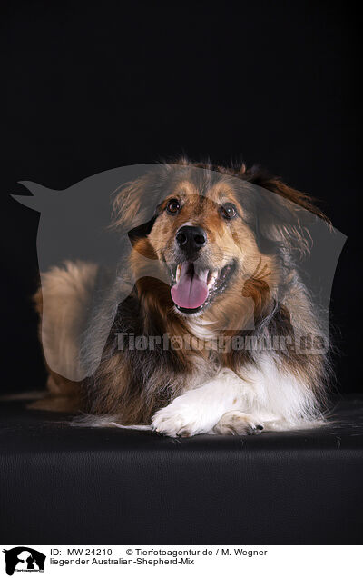 liegender Australian-Shepherd-Mix / lying Australian-Shepherd-Mongrel / MW-24210