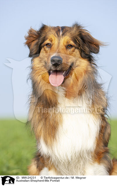 Australian-Shepherd-Mix Portrait / Australian-Shepherd-Mongrel Portrait / MW-24231