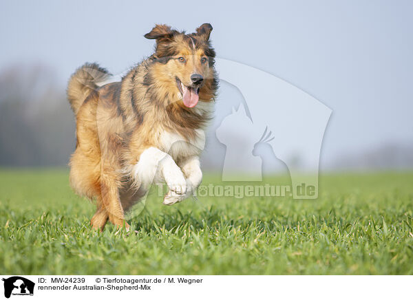 rennender Australian-Shepherd-Mix / running Australian-Shepherd-Mongrel / MW-24239