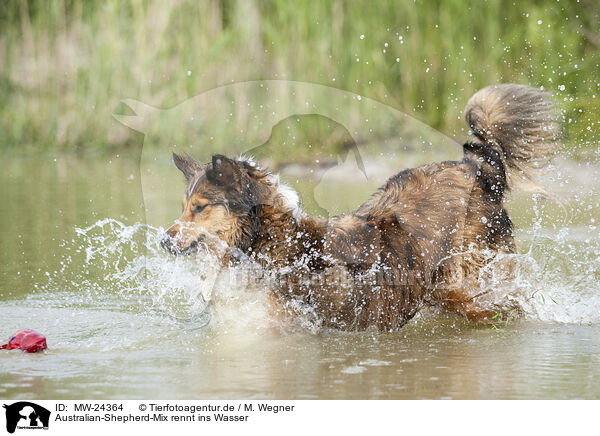 Australian-Shepherd-Mix rennt ins Wasser / Australian-Shepherd-Mongrel runs into water / MW-24364