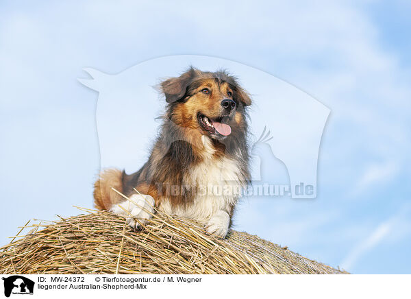 liegender Australian-Shepherd-Mix / lying Australian-Shepherd-Mongrel / MW-24372