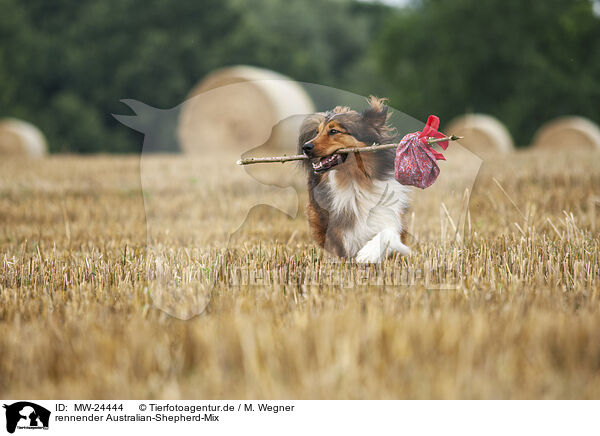 rennender Australian-Shepherd-Mix / running Australian-Shepherd-Mongrel / MW-24444