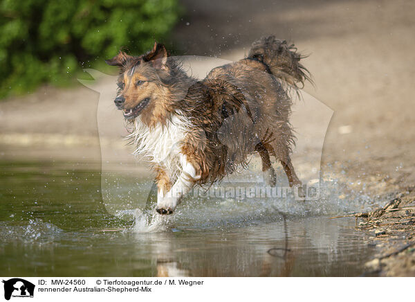 rennender Australian-Shepherd-Mix / running Australian-Shepherd-Mongrel / MW-24560