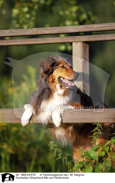 Australian-Shepherd-Mix auf Holzbrcke / Australian-Shepherd-Mongrel on wooden bridge / MW-24576