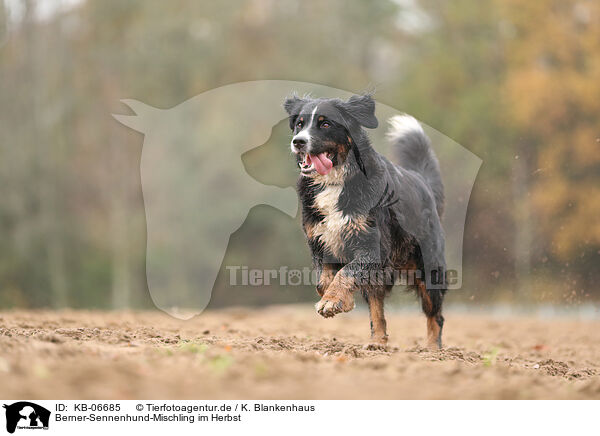 Berner-Sennenhund-Mischling im Herbst / Bernese-Mountain-Dog-Mongrel in autumn / KB-06685