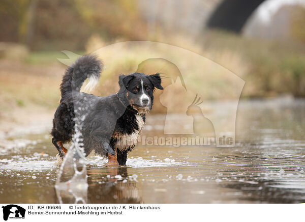 Berner-Sennenhund-Mischling im Herbst / Bernese-Mountain-Dog-Mongrel in autumn / KB-06686