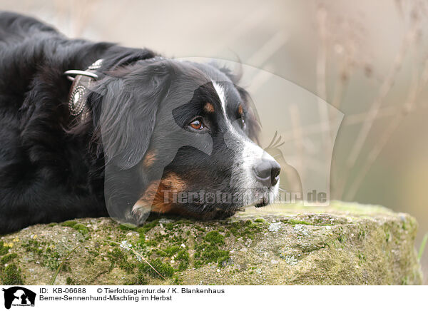 Berner-Sennenhund-Mischling im Herbst / Bernese-Mountain-Dog-Mongrel in autumn / KB-06688