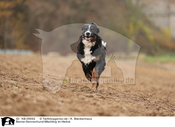 Berner-Sennenhund-Mischling im Herbst / Bernese-Mountain-Dog-Mongrel in autumn / KB-06692