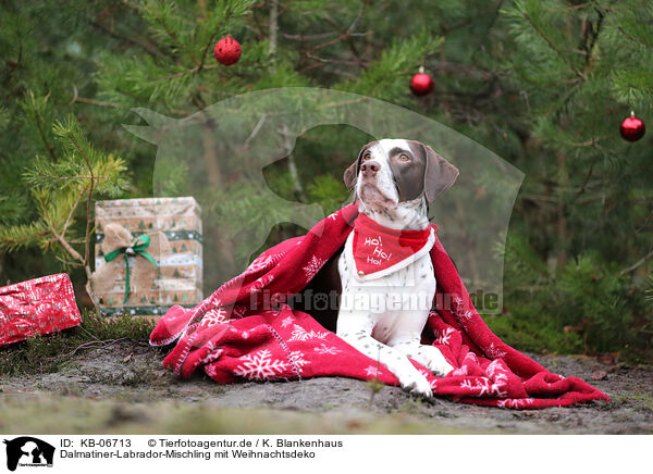 Dalmatiner-Labrador-Mischling mit Weihnachtsdeko / Dalmatian-Labrador-Mongrel with christmas decoration / KB-06713