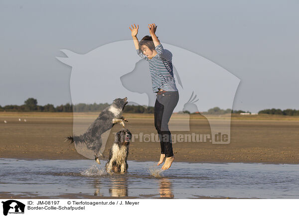 Border-Collie-Schafpudel / Border-Collie-Schafpudel / JM-08197