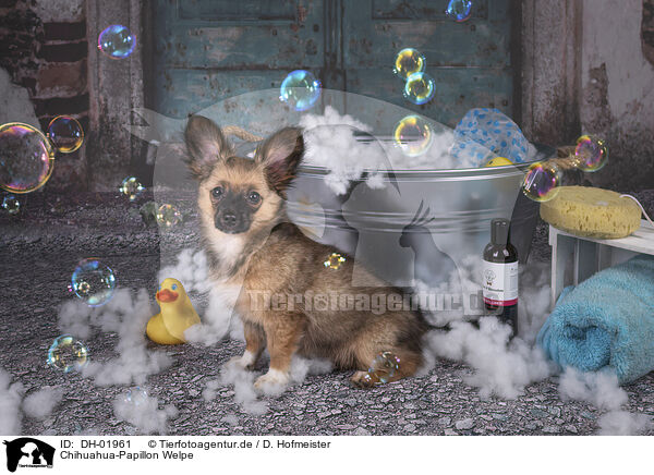 Chihuahua-Papillon Welpe / DH-01961