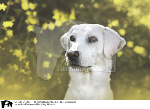 Labrador-Retriever-Mischling Hndin / female Labrador-Retriever-Mongel / DH-01989