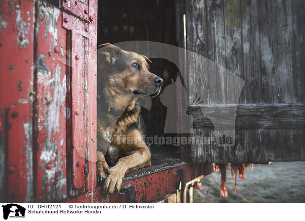 Schferhund-Rottweiler Hndin / female Shepherd-Rottweiler / DH-02121