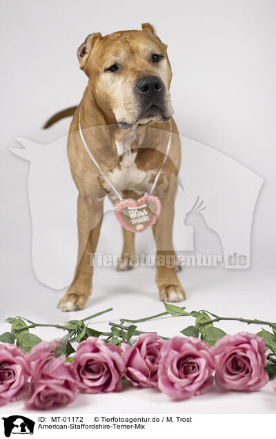 American-Staffordshire-Terrier-Mix / American-Staffordshire-Terrier-Mongrel / MT-01172