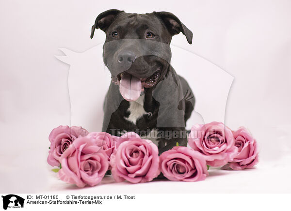 American-Staffordshire-Terrier-Mix / American-Staffordshire-Terrier-Mongrel / MT-01180