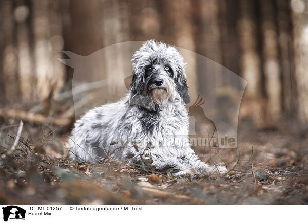 Pudel-Mix / Poodle-Mongrel / MT-01257