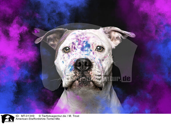 American-Staffordshire-Terrier-Mix / American-Staffordshire-Terrier-Mongrel / MT-01349