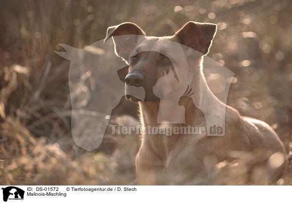 Malinois-Mischling / Malinois-Mongrel / DS-01572