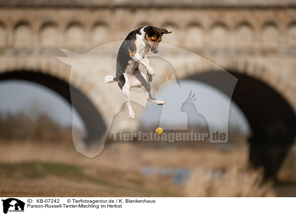 Parson-Russell-Terrier-Mischling im Herbst / Parson-Russell-Terrier-Mongrel in autumn / KB-07242