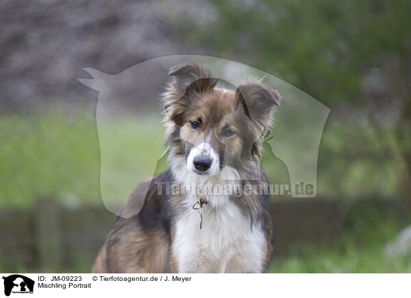 Mischling Portrait / Mongrel Portrait / JM-09223