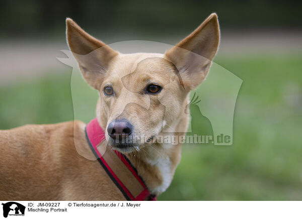 Mischling Portrait / Mongrel Portrait / JM-09227