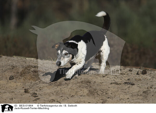 Jack-Russell-Terrier-Mischling / Jack-Russell-Terrier-Mongrel / BES-01864