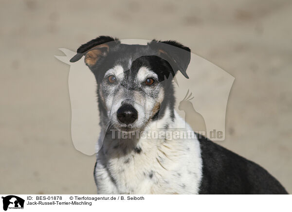 Jack-Russell-Terrier-Mischling / Jack-Russell-Terrier-Mongrel / BES-01878
