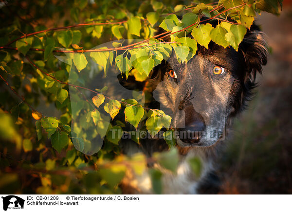 Schferhund-Hovawart / Shepherd-Hovawart / CB-01209