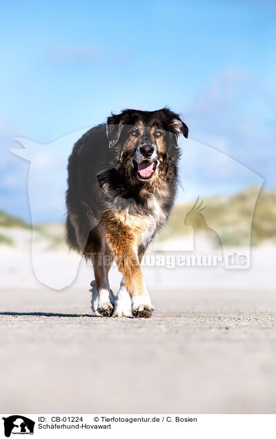 Schferhund-Hovawart / Shepherd-Hovawart / CB-01224