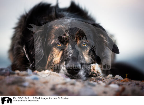 Schferhund-Hovawart / Shepherd-Hovawart / CB-01240