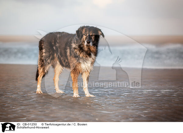 Schferhund-Hovawart / Shepherd-Hovawart / CB-01250