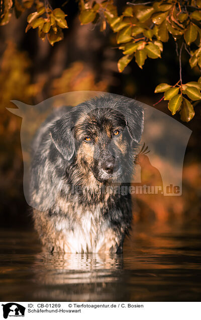 Schferhund-Hovawart / Shepherd-Hovawart / CB-01269