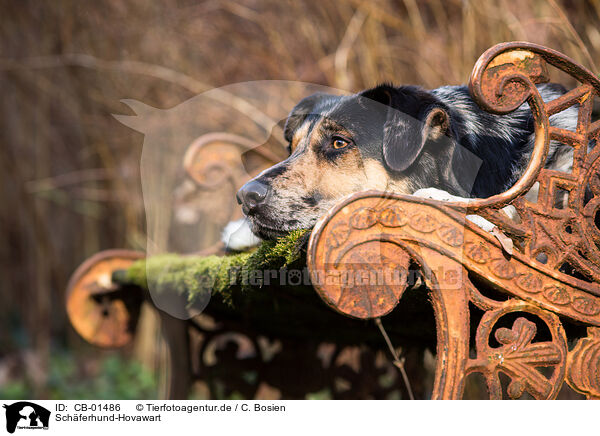 Schferhund-Hovawart / Shepherd-Hovawart / CB-01486