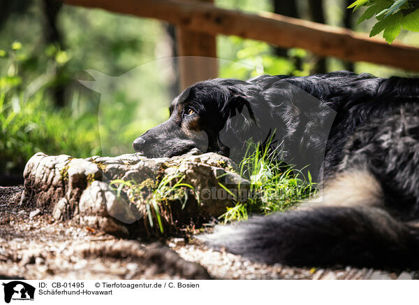 Schferhund-Hovawart / Shepherd-Hovawart / CB-01495