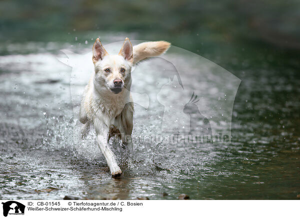 Weier-Schweizer-Schferhund-Mischling / Berger-Blanc-Suisse-Mongrel / CB-01545