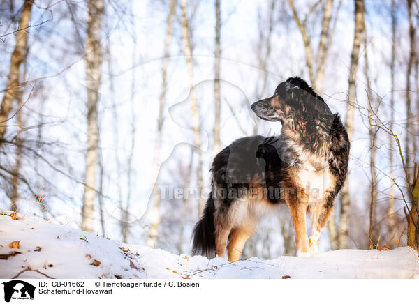 Schferhund-Hovawart / Shepherd-Hovawart / CB-01662