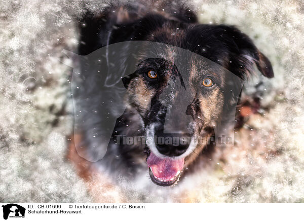 Schferhund-Hovawart / Shepherd-Hovawart / CB-01690