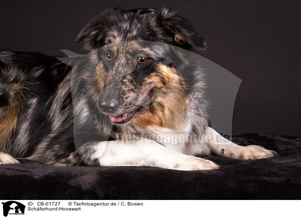 Schferhund-Hovawart / Shepherd-Hovawart / CB-01727