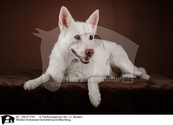 Weier-Schweizer-Schferhund-Mischling / Berger-Blanc-Suisse-Mongrel / CB-01744