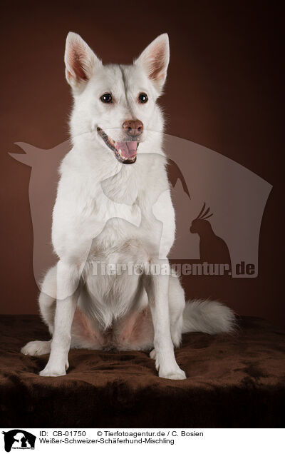 Weier-Schweizer-Schferhund-Mischling / Berger-Blanc-Suisse-Mongrel / CB-01750