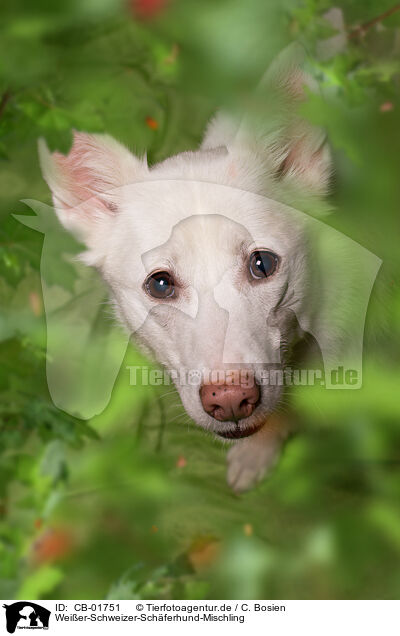 Weier-Schweizer-Schferhund-Mischling / Berger-Blanc-Suisse-Mongrel / CB-01751