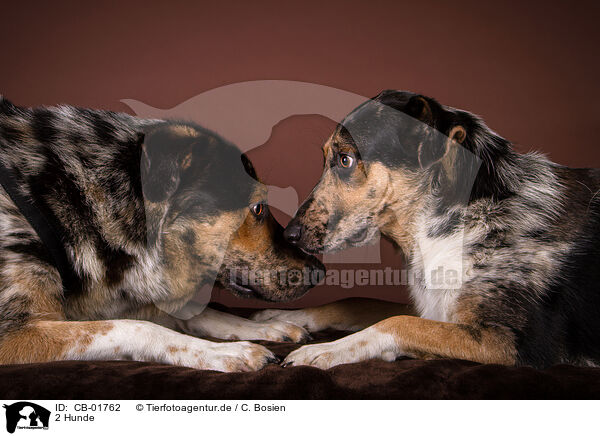 2 Hunde / 2 dogs / CB-01762