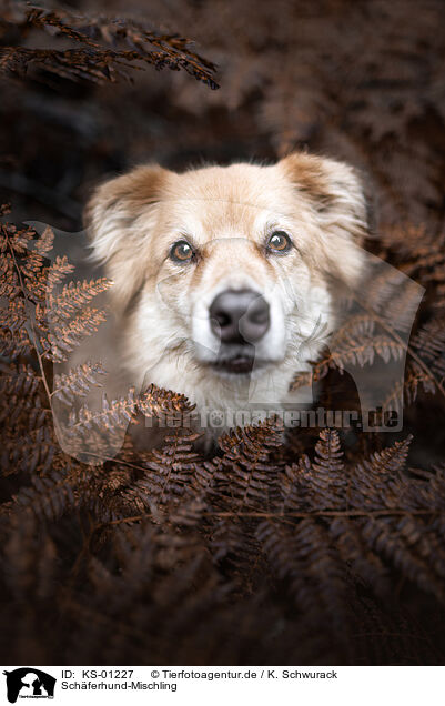 Schferhund-Mischling / Shepherd-Mongrel / KS-01227