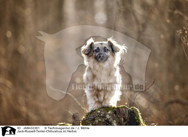 Jack-Russell-Terrier-Chihuahua im Herbst / Jack-Russell-Terrier-Chihuahua in autumn / JAM-02361