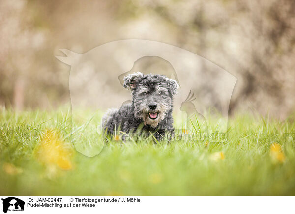 Pudel-Mischling auf der Wiese / Poodle-Mongrel in the meadow / JAM-02447