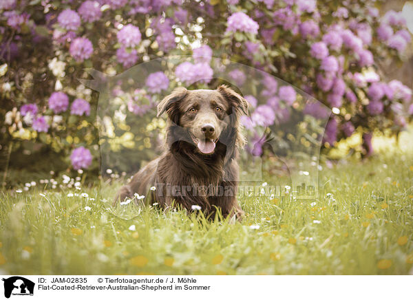 Flat-Coated-Retriever-Australian-Shepherd im Sommer / Flat-Coated-Retriever-Australian-Shepherd in summer / JAM-02835