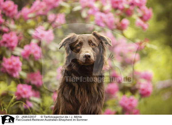 Flat-Coated-Retriever-Australian-Shepherd im Sommer / Flat-Coated-Retriever-Australian-Shepherd in summer / JAM-02837