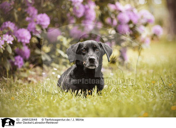 alter Dackel-Labrador-Retriever / old Dachshund-Labrador-Retriever / JAM-02848